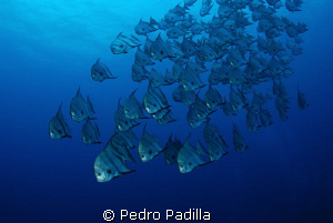 Spadefish Family
Nikon D80 with 15mm lens, Shoot 1/60 se... by Pedro Padilla 